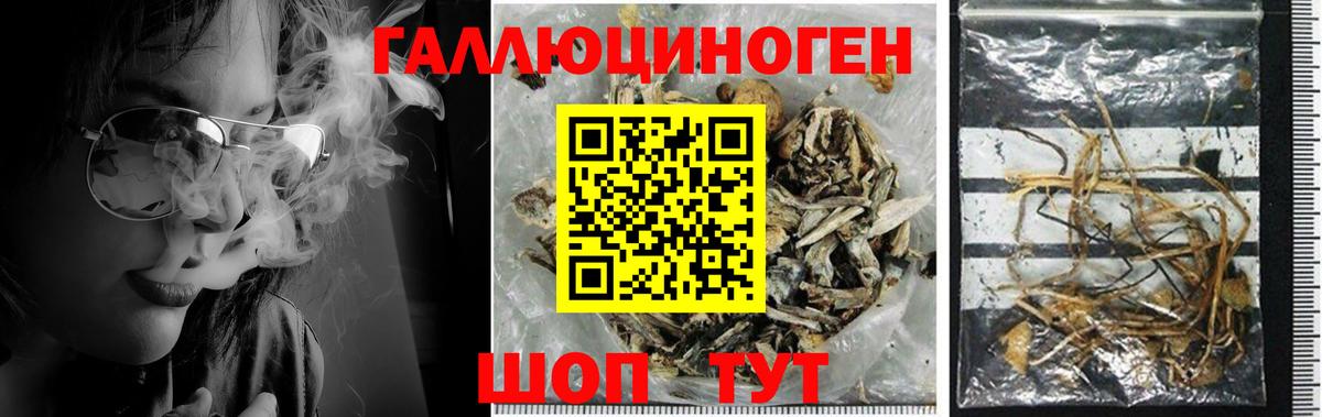 Псилоцибиновые грибы GOLDEN TEACHER Ярцево